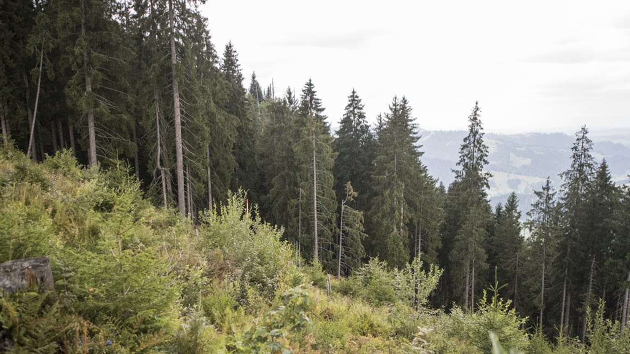 Schweizer Wald Wälder leiden unter jahrelangem Wasserdefizit News SRF