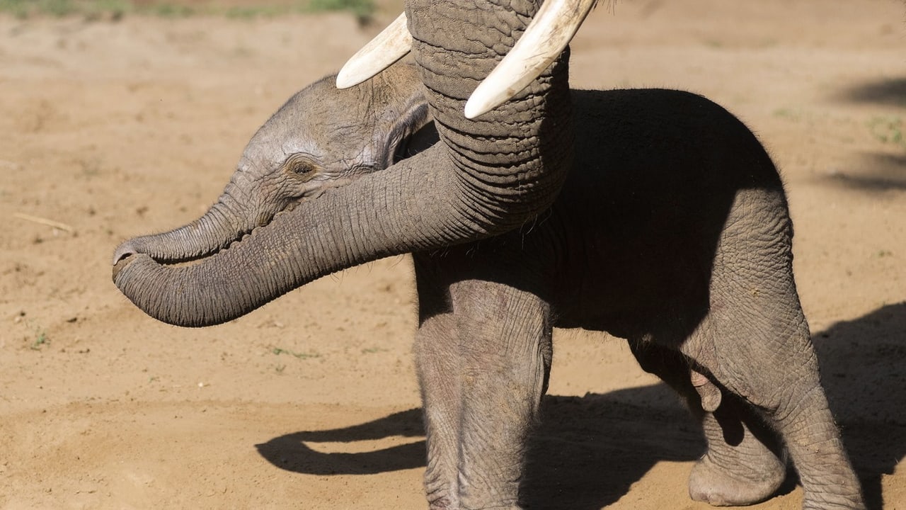 Verbot von Wildtiertrophäen Warum Botswana 20 000 Elefanten nach