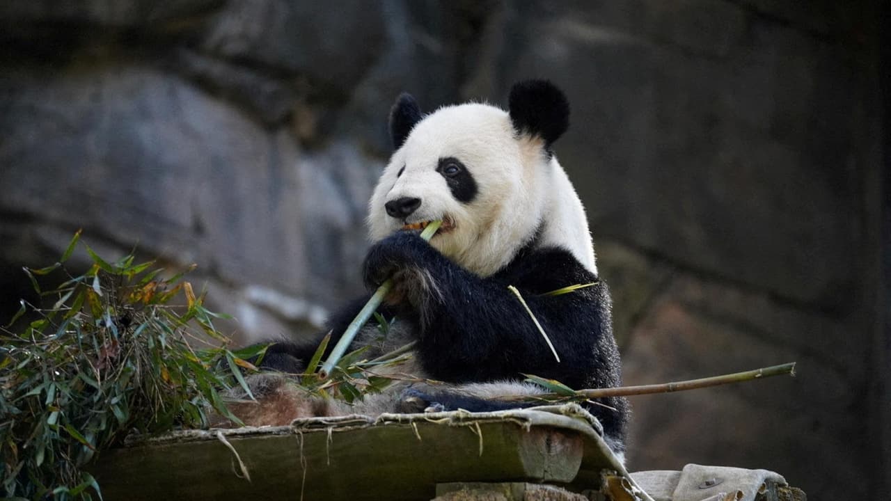 Gefährdete Art In China leben wieder mehr Pandas in freier Wildbahn