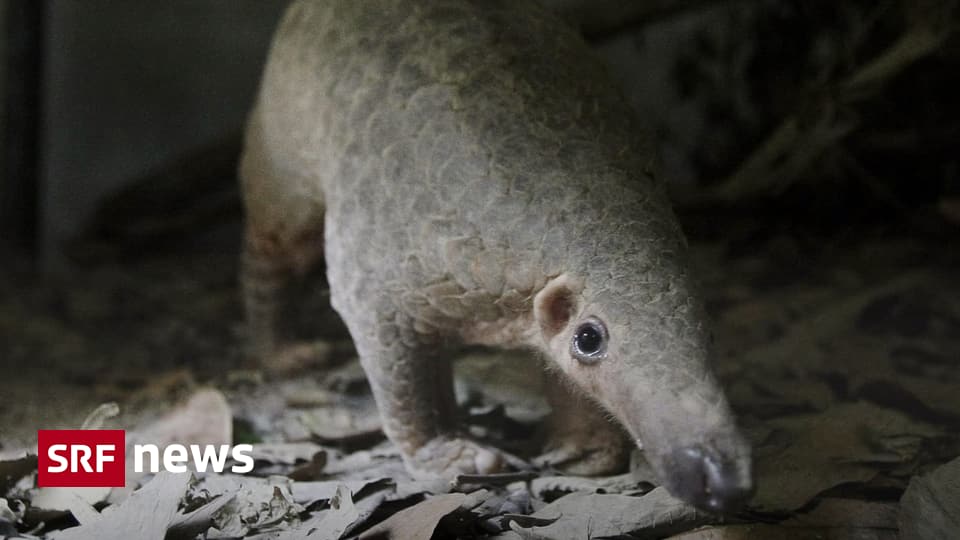 Schuppentier In Gefahr Der Pangolin Gejagt F R Fleisch Und Schuppen