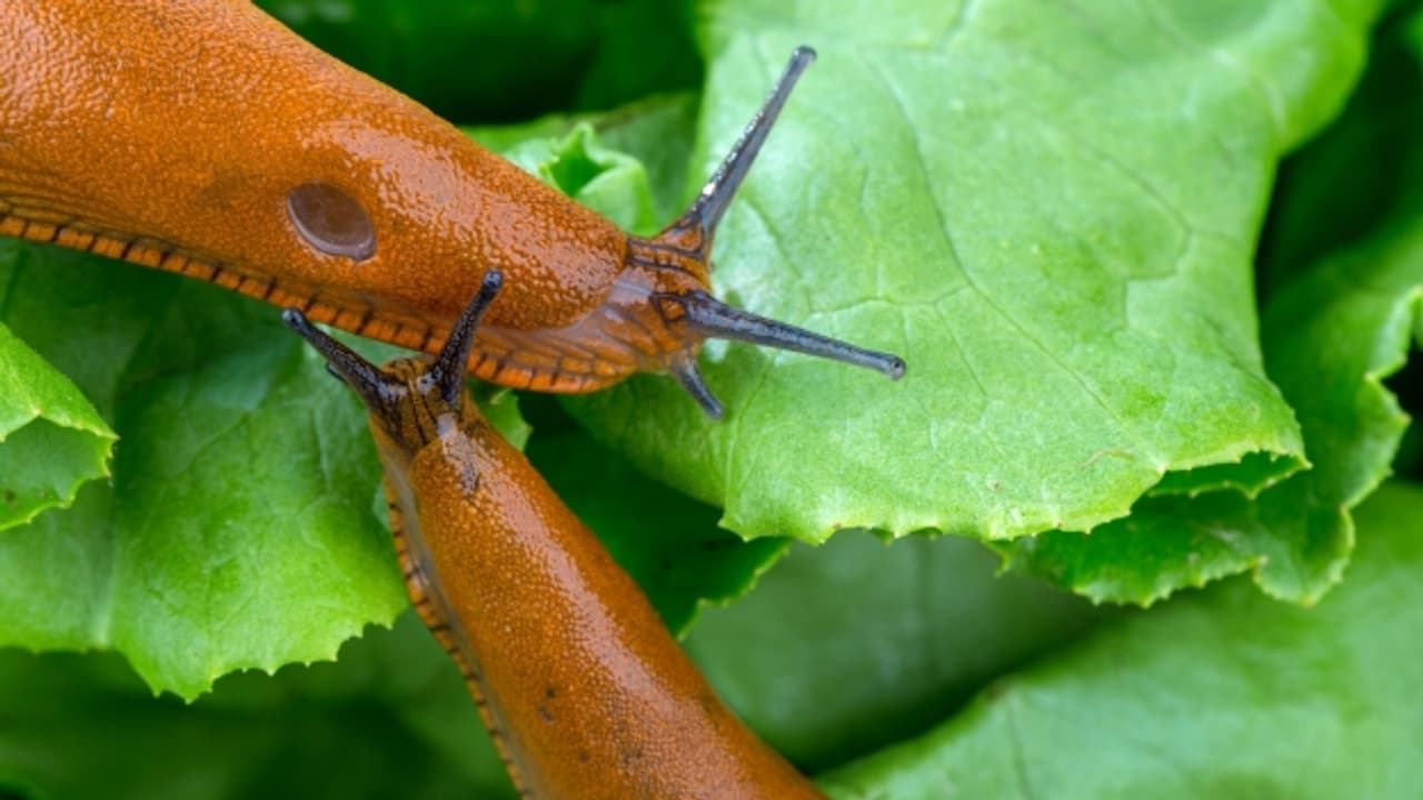 Schneckenplage im Garten Was tun Ratgeber SRF