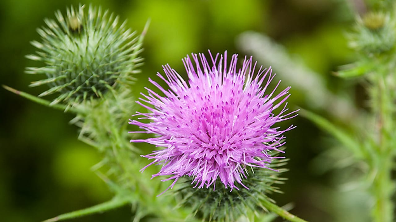 disteln im garten