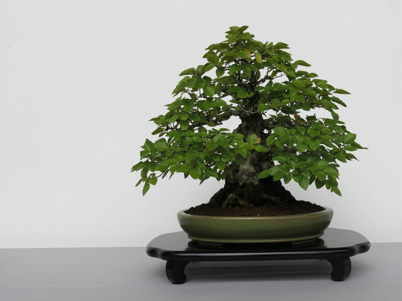 Bonsai Ausstellung Grosse Bühne für kleine Bäume News