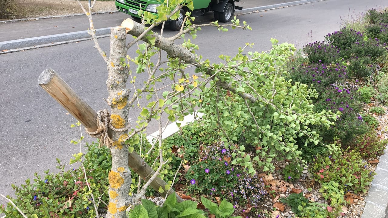 Baum Beschädigt Kosten