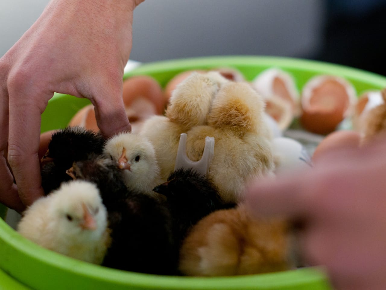 Aktuell Flauschigkeit hoch zwanzig Alle Bibeli sind