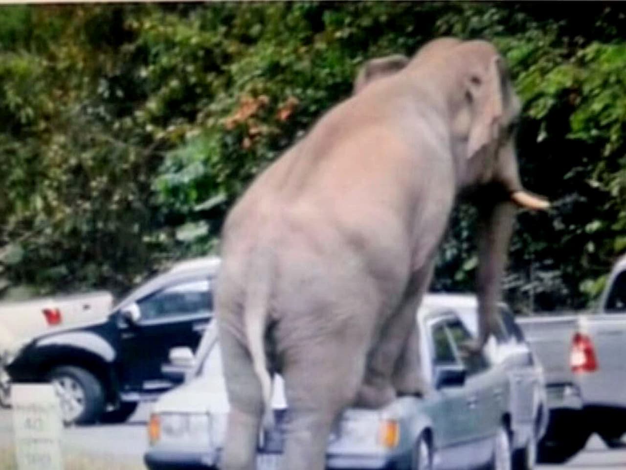 Слон толкает машину