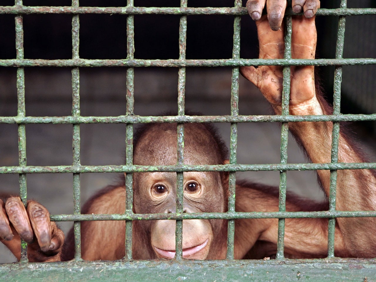 Monkey cage. Monkeys in School по страницам. Animal Cage. Орангутан из икеа.