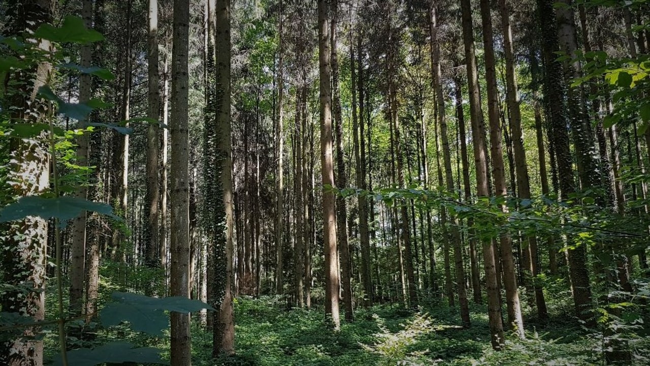 Klimawandel - Im Wald Der Zukunft - Radio SRF 3 - SRF