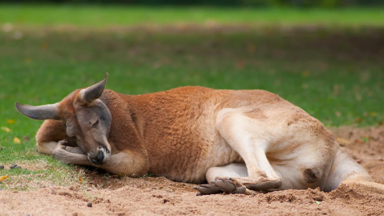 Fünfmalklug  Wie werden Tiere high?  Einstein  SRF