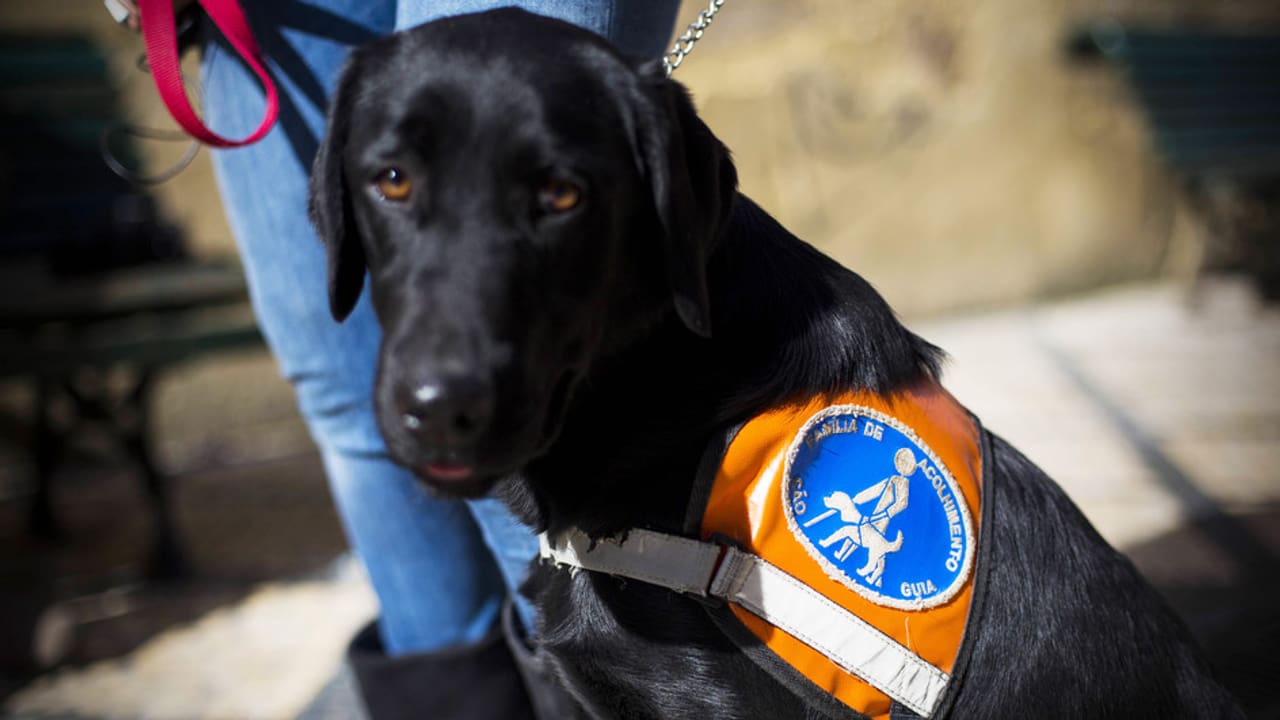 Alltag &amp; Umwelt Hund im Dienst, bitte nicht stören! Puls SRF