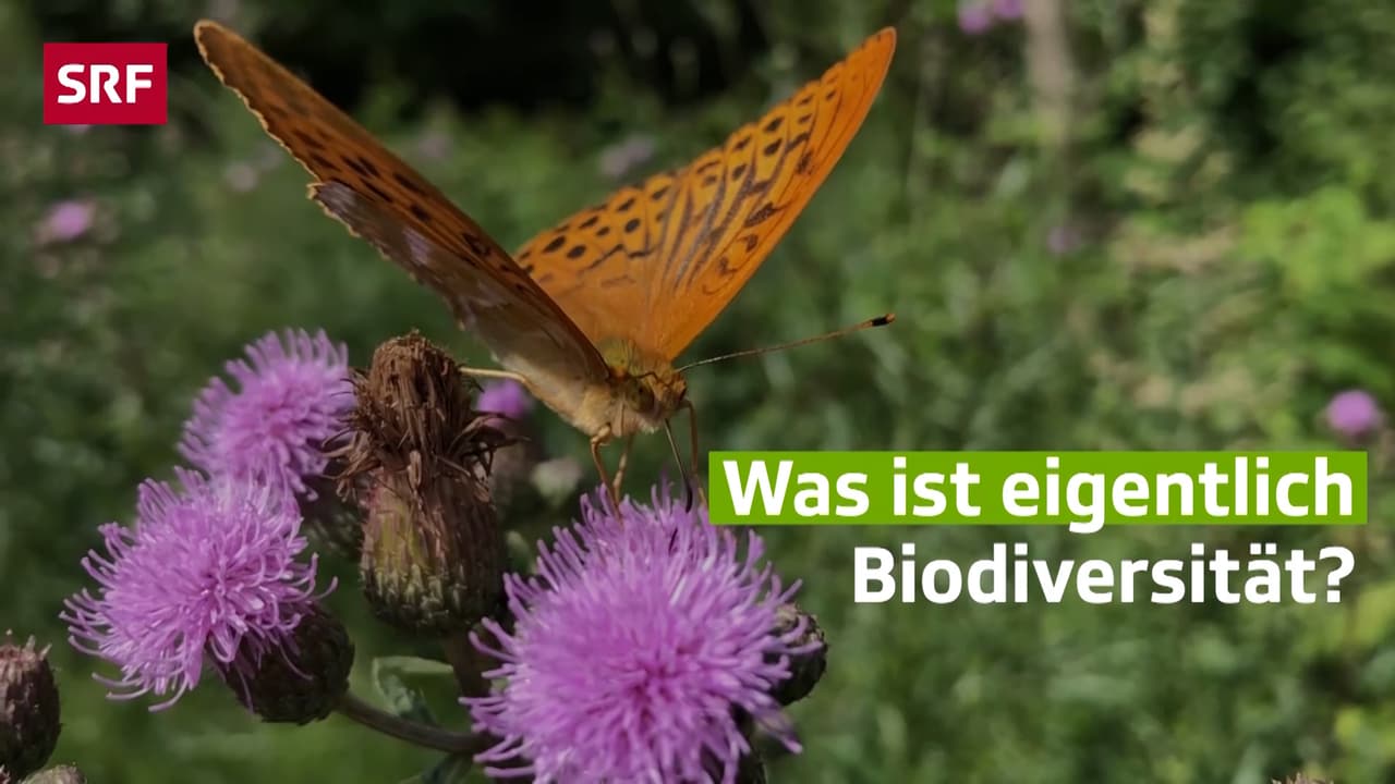 Mehr Als Artenvielfalt - Was Ist Biodiversität? - Mission B - SRF