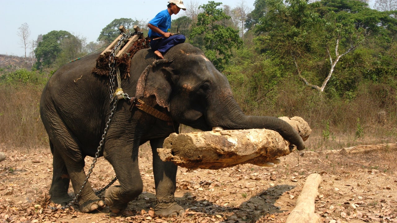 Elefanten in Burma - Arbeitselefanten ohne Arbeit – Eine