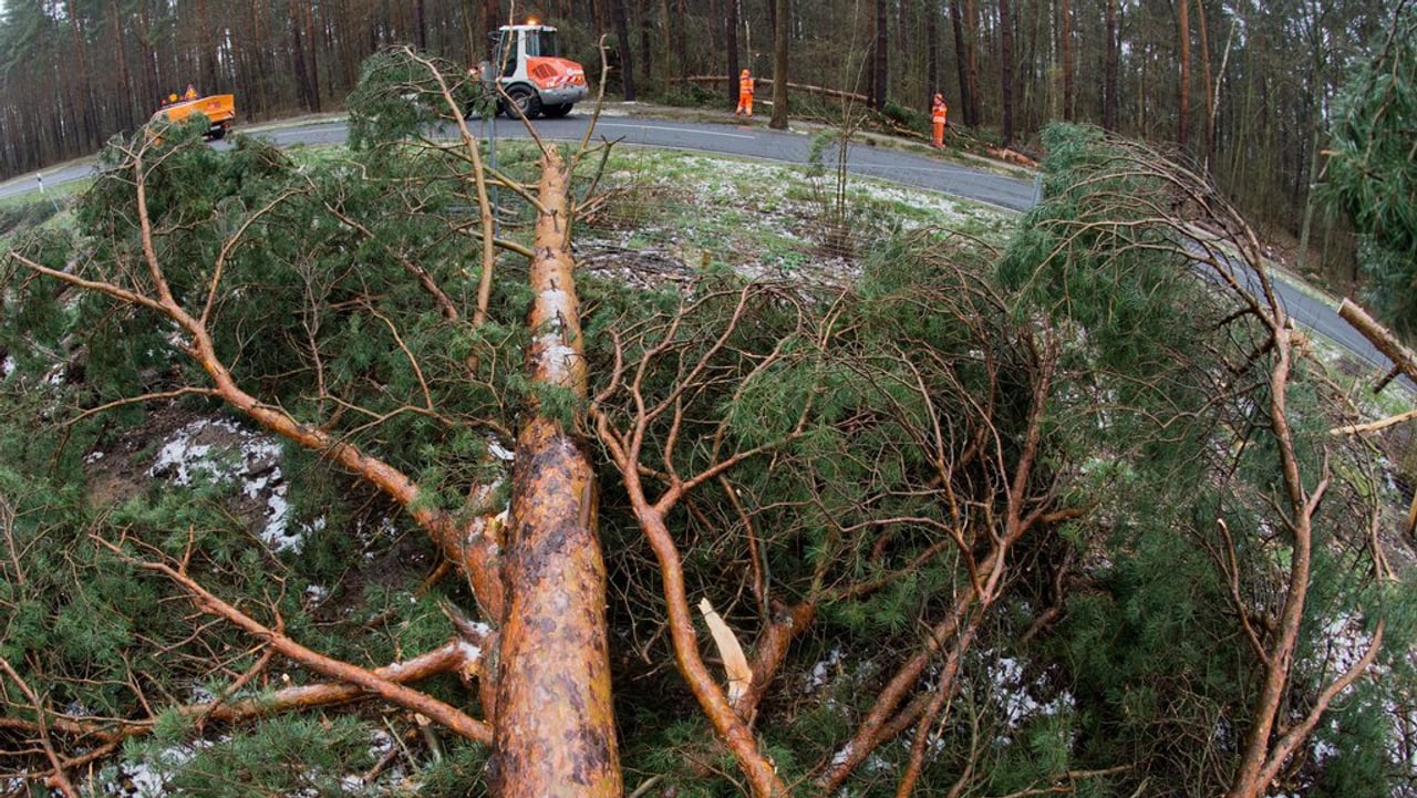 Ostschweiz Holz ist nur die Hälfte wert News SRF