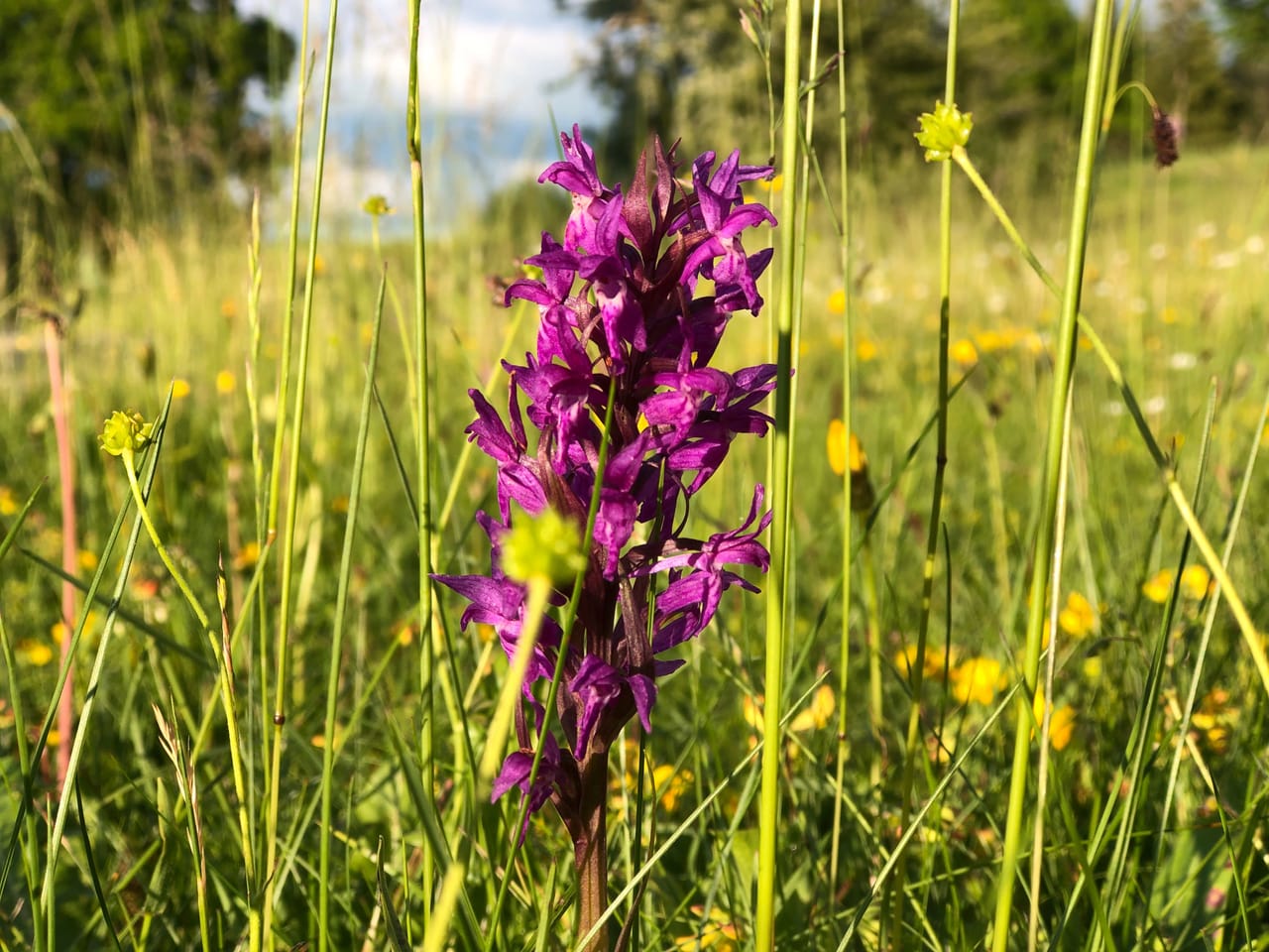 Der Natur auf der Spur Das war Querfeldeins 2019 Radio