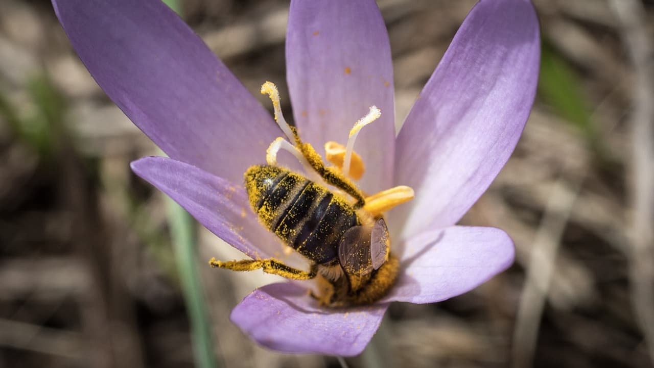 Bern Freiburg Wallis Bienensterben bei Zäziwil