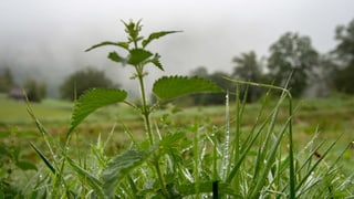 Expertenchat Wie Gestalte Ich Meinen Garten Naturnah Und