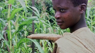 Der Kakaoanbau ist berühmt berüchtigt, dass da Kinder arbeiten. 