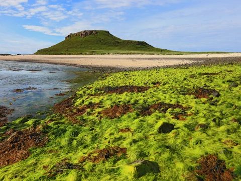 Grüne Algen auf Felsen am Strand mit einer Insel im Hintergrund.