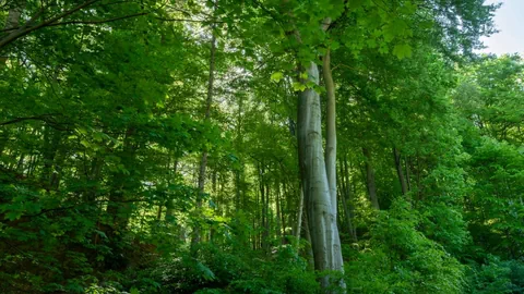 Grüner Wald.