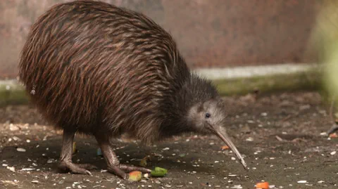 Kiwi