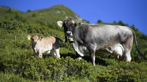 Zwei Kühe auf der Alp