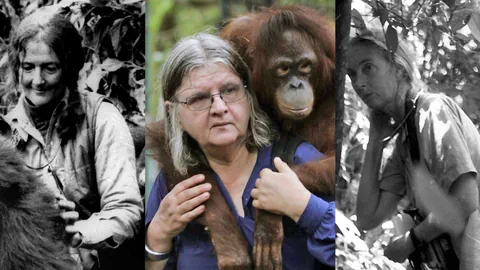 Die «Trimates»: Dian Fossey, Birute Galdikas und Jane Goodall