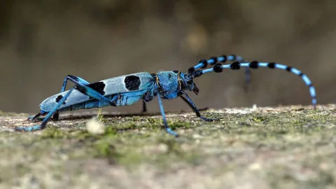 Blauer Käfer mit langen Fühlern in Seitenansicht