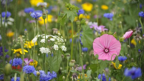 Verschiedene bunte Blumen auf einer Wiese.