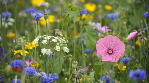 Verschiedene bunte Blumen auf einer Wiese.