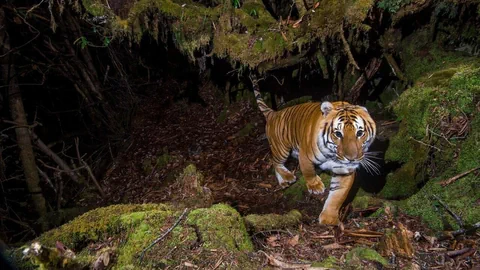 Tiger im Unterholz des Mekong in Kambodscha.