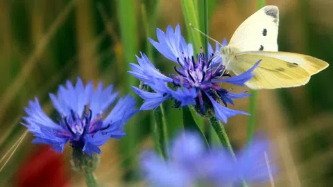 Zwei Kornblumenblüten werden von einem Zitronenfalter besucht