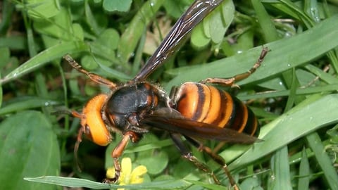 Hornisse im Gras