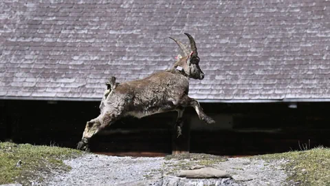 Steinbock, der ausgewildert wird