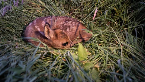 Rehkitz liegt im Gras.