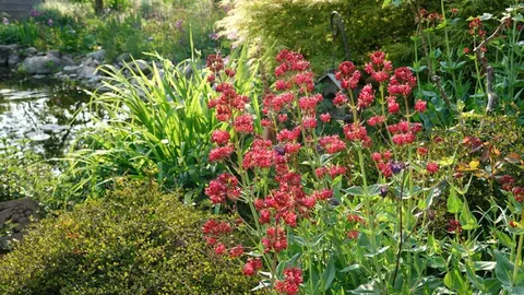 Blumen und ein Teich.