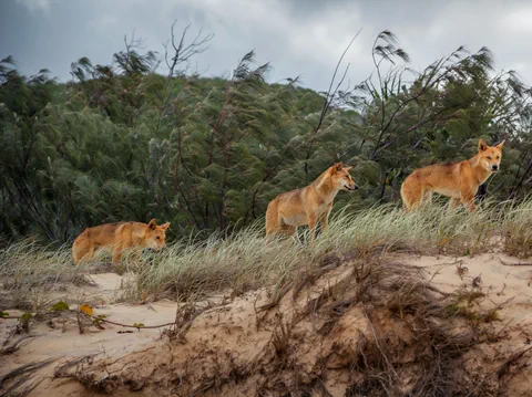 Drei Dingos auf einer Sanddüne mit Bäumen im Hintergrund.