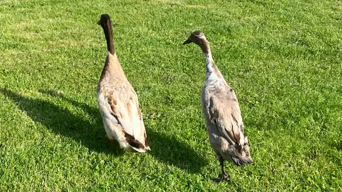 Zwei braune Laufenten auf einer Wiese.