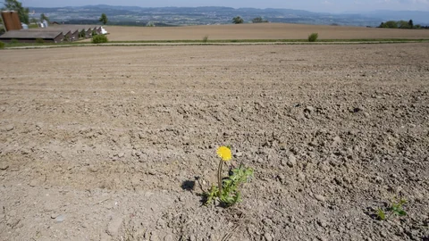 Einzelne Löwenzahnblume auf vertrocknetem Feld