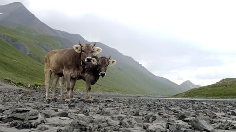 Ausgetrockneter See auf dem Albulapass während des Rekordsommers 2003.