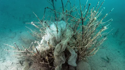 Ein kleiner Tannenbaum mit Fischlaich am Seegrund.