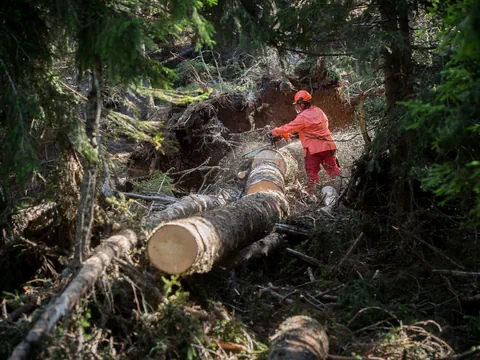 Waldarbeiter  mitten im Wald, zersägt einen dicken Baumstamm.