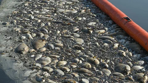 Tote Fische, Muscheln und Schnecken haben sich an einer Sperre der Feuerwehr auf der Wasseroberfläche gesammelt