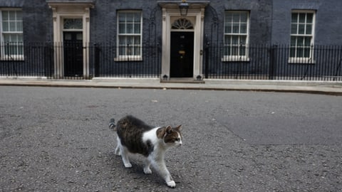 Katze «Larry» vor der Downing Street 10.