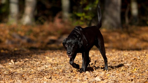 Hund schleicht sich an.