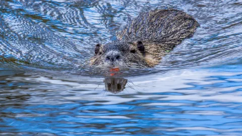 Ein schwimmender Biber