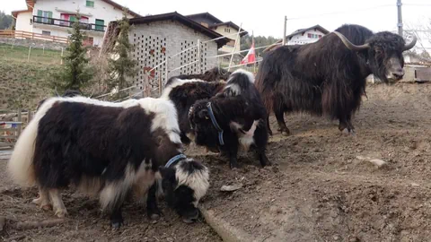 Drei Yaks.