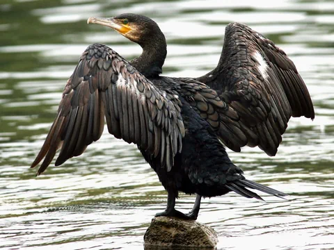 Kormoran mit gespreizten Flügeln