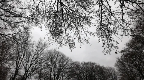 Trüber Winterhimmel hinter dunklen Bäumen