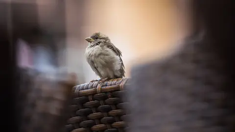 Spatz sitzt auf einem geflochtenen Stuhl.