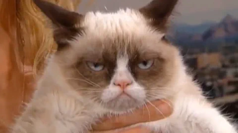 Grumpy Cat is grumpy!